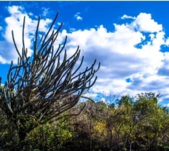 Vegetação da Caatinga.