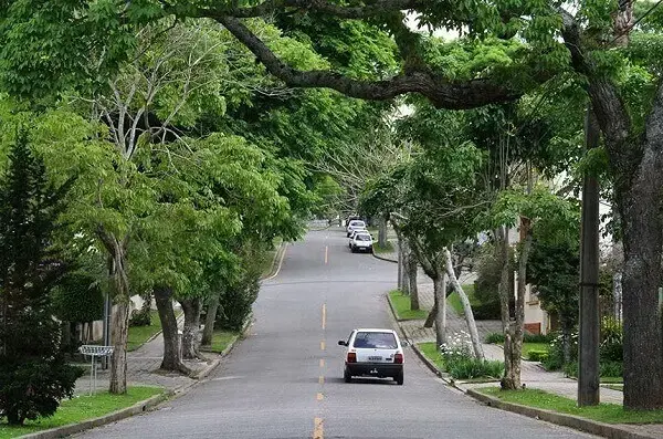 Árvores nas cidades