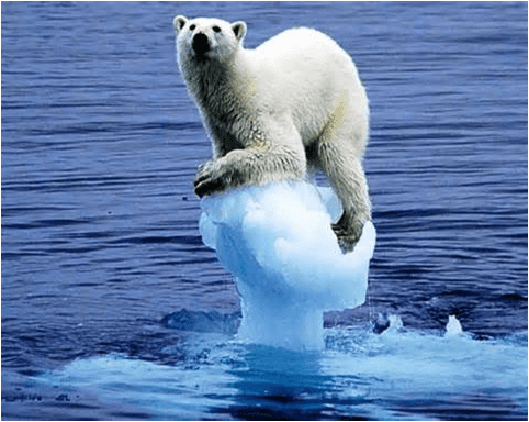 Um urso branco se equilibra em um pequeno bloco de gelo flutuante que sobrou do derretimento das geleiras