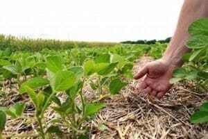 Uma mão encosta suavemente em uma planta brotando, mostrando a intenção da agricultura conservacionista