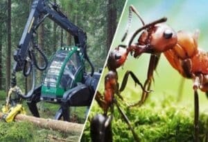 Duas imagens sobrepostas mostram como Agricultura Biomimética imita a natureza