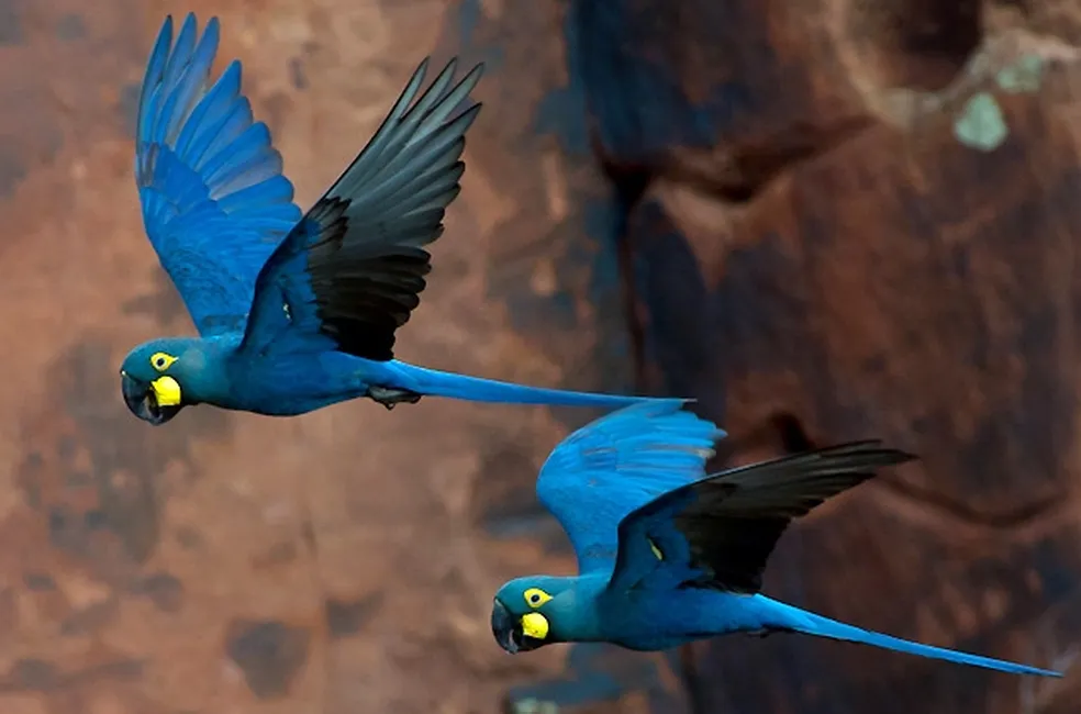 Aves exuberantes no bioma Caatinga