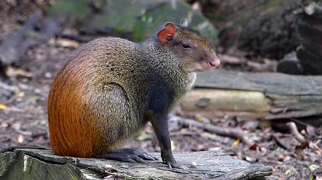Cutia: Animal presente no Bioma Caatinga
