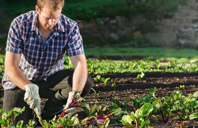 Um homem plantando com todo cuidado na agricultura de jardinagem