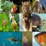 Estudos e disciplinas de Zoologia