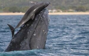 Golfinho e baleia nadando juntos em mar cristalino, em uma rara cena de interação entre espécies.