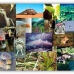 Mosaico composto por diversas espécies de animais, incluindo mamíferos, aves, répteis, anfíbios e peixes, exibidos em pequenos quadros lado a lado. As imagens mostram uma grande variedade de cores, formas e habitats, destacando a diversidade da vida animal no planeta.