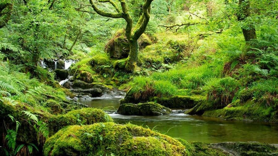 Floresta Tropical: com um rio correndo entre uma mata densa mostra a exuberância do ambiente