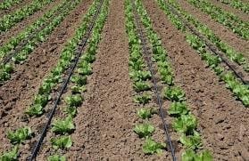 Imagem de uma plantação sendo irrigada localmente, representando a Irrigação Localizada: o que é, vantagens e desvantagens