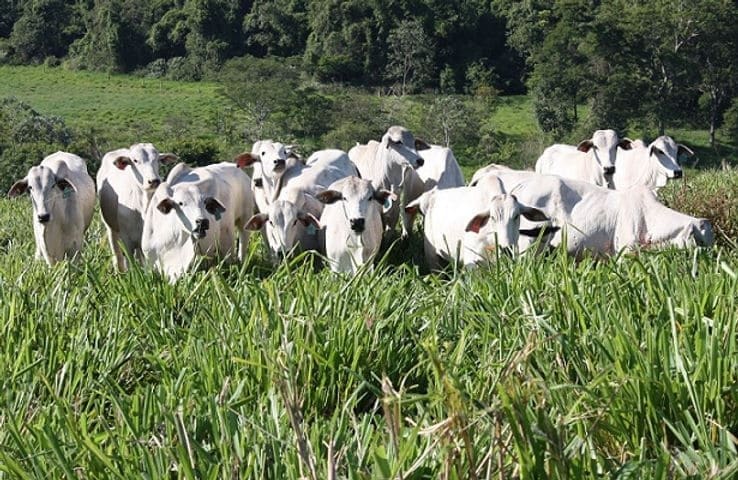 Gado circulando livremente em uma grande área de pecuária extensiva