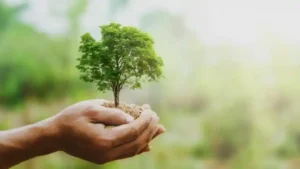 Uma pessoa segurando uma muda de árvore, plantar mudas é uma das práticas do manejo sustentável dos recursos naturais.