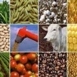 um mosaico de imagens mostram produtos da agropecuária sustentável