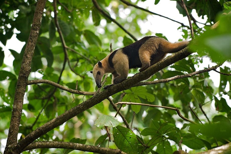 Tamanduá-mirim no alto de uma árvore, ele está posicionado com a cabeça direcionada para o chão, corpo rente a um galho na diagonal. Seu pelo é amarelo-claro e curto, tem uma mancha preta no dorso que se assemelha à um colete.