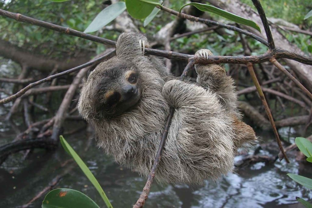 Preguiça-anã com as patas dianteiras e traseiros enroscadas em um galho de uma árvore em uma floresta. Seu pelo é grosso e longo com a coloração amarelo-acinzentado. Seus olhos são pequenos e de expressão dócil.