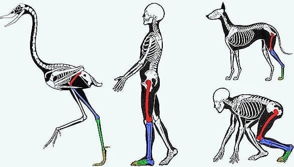 Anatomia Comparada - desenho de esqueleto humano, de uma ave e de um cachorro.