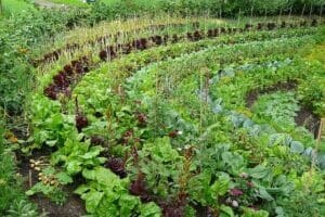 Plantação circular de hortaliças em policultivo