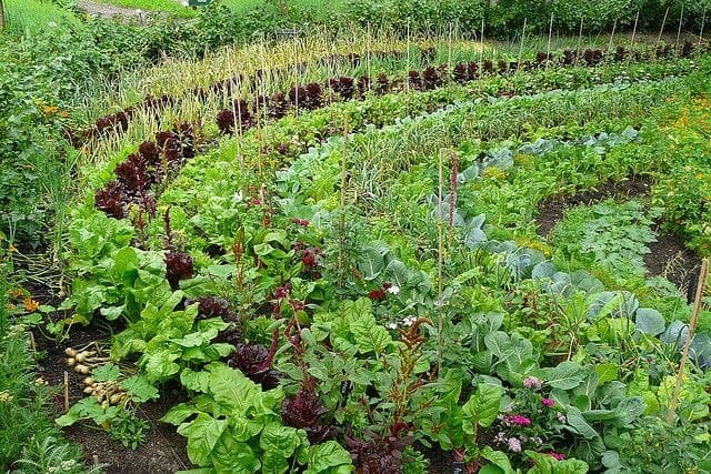 Plantação circular de hortaliças em policultivo