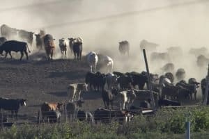 Muitas vacas descem uma colina devastando o solo e causando poluição e Impacto Ambiental da Pecuária